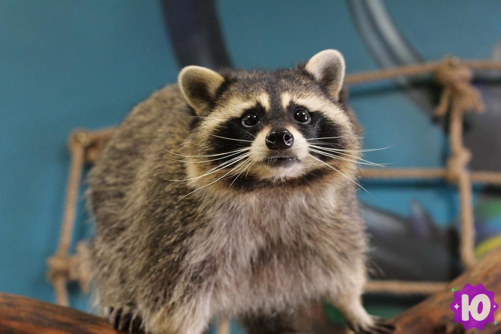 Фото зоопарка Енотовиль (Санкт-Петербург, Садовая улица, 24)