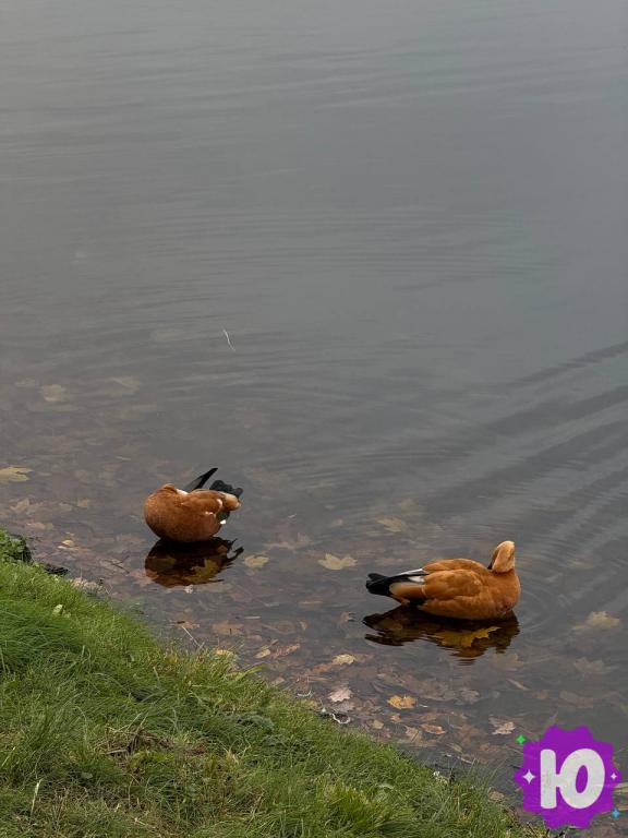 Фото музея Царицыно (Москва, музей-заповедник Царицыно)